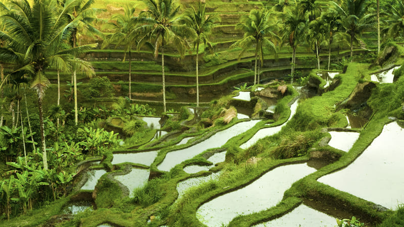 Explore green rice terraces in Bali